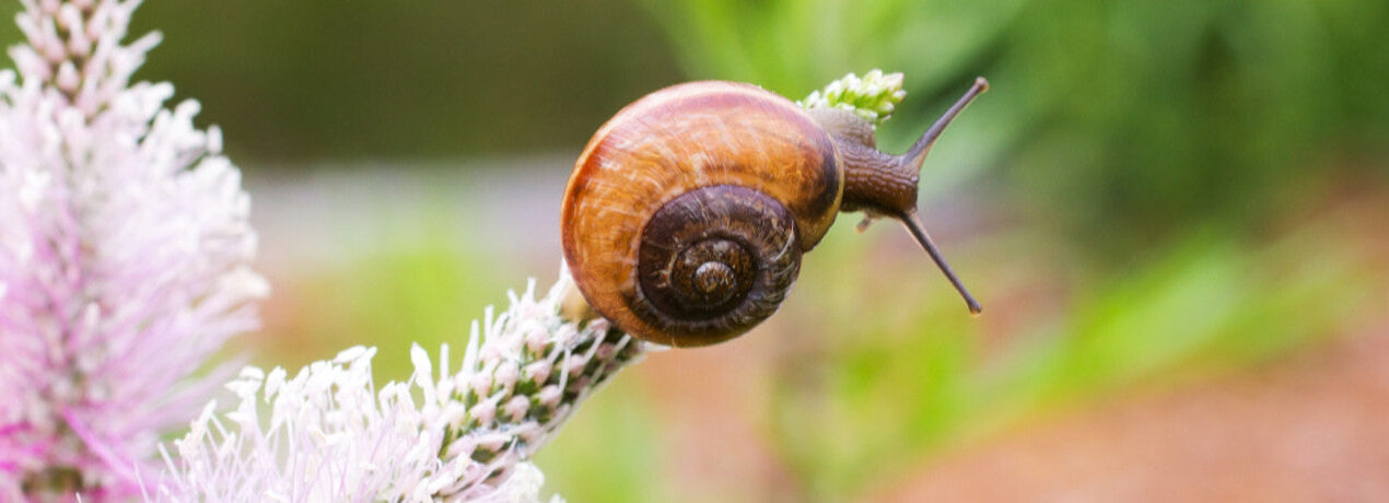 bava di lumaca benefici - Lifting Nature